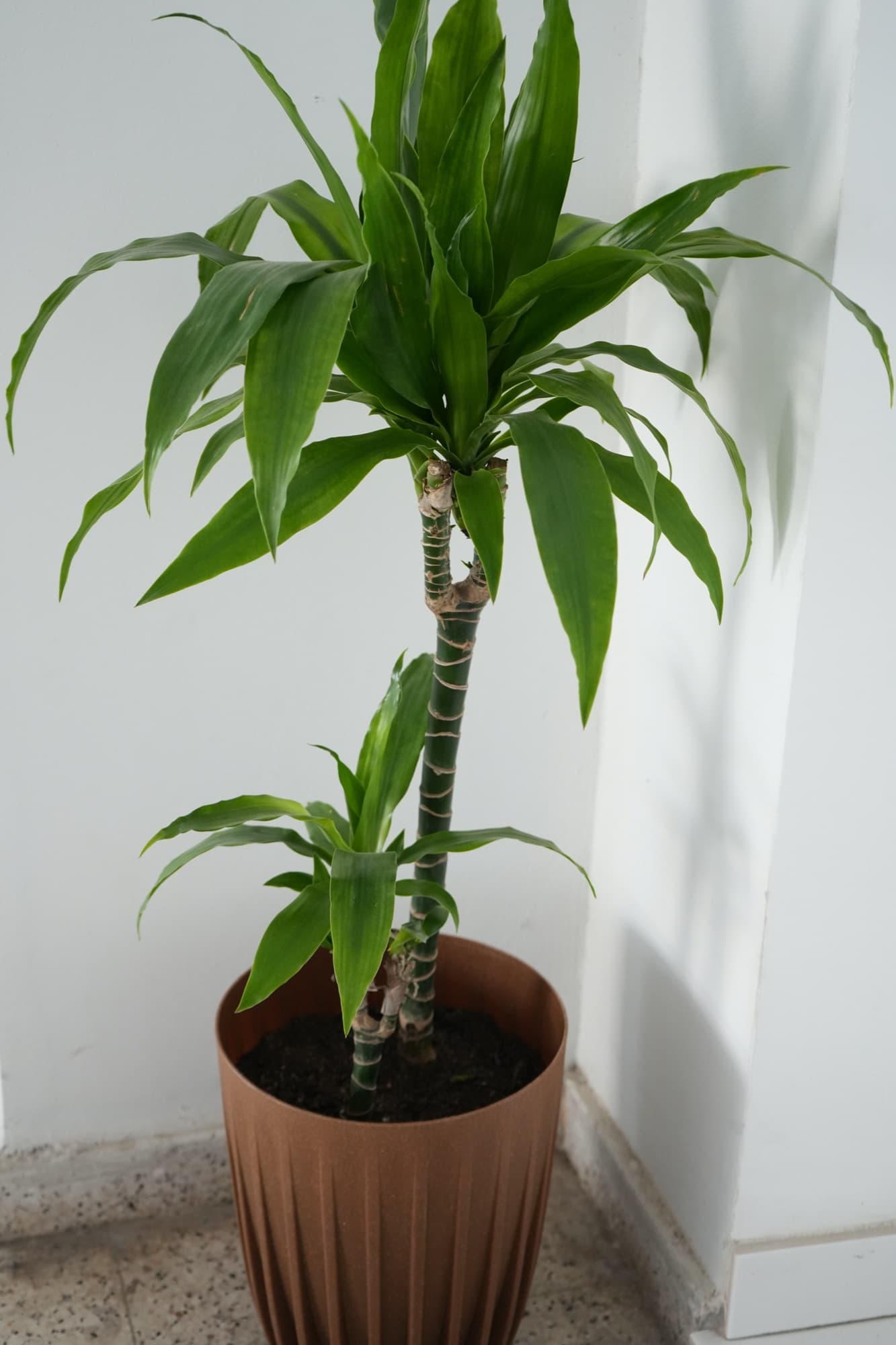 Overhanging dracaena plant in terracotta pot on white exterior wall ledge