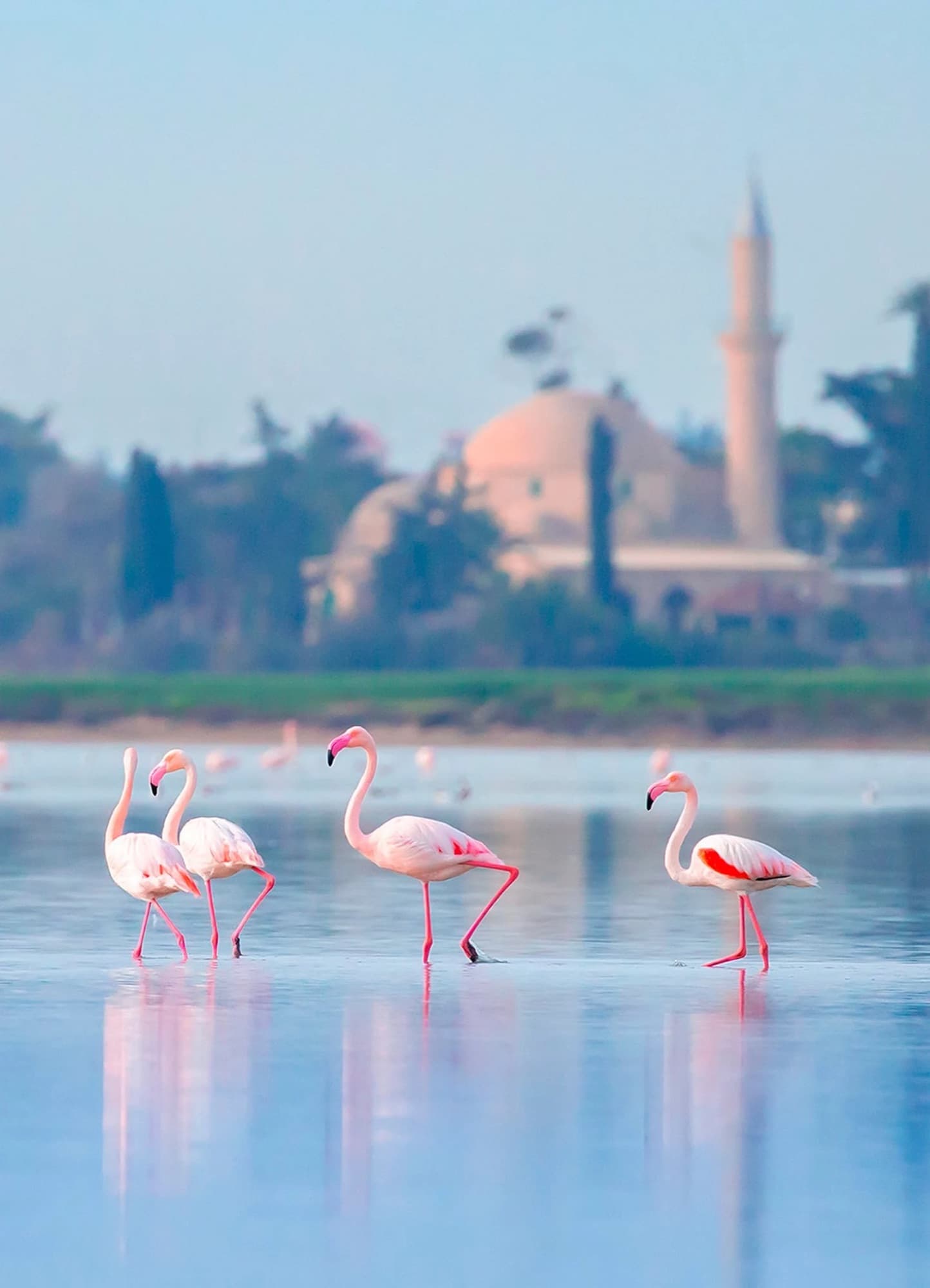 Flamingos wading in the salt lake with the Hala Sultan Tekke shrine in the background