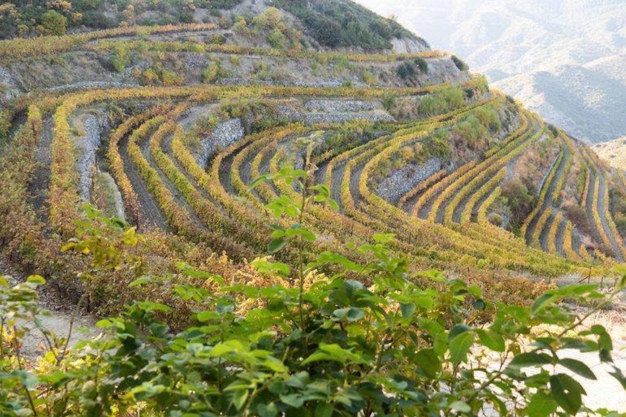 Terraced vineyard rows curving down a mountainside in autumn colour